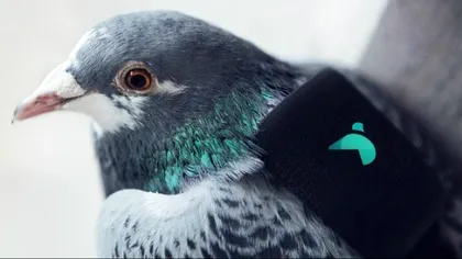 Porumbeii pot fi folosiți pentru a monitoriza poluarea