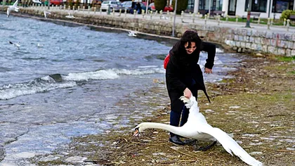A sacrificat o lebădă pentru un selfie