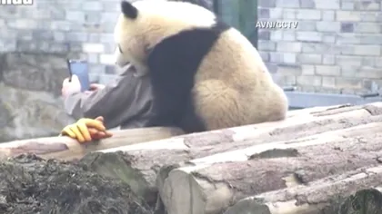 Un nou selfie criminal desfășurat la o grădină zoo