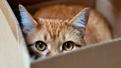 Paradoxul pisicii lui Schrodinger a fost demonstrat în laborator