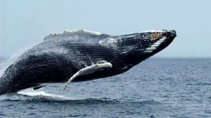 Oceanul este o uriașă toaletă pentru milioane de specii de animale