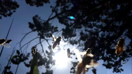 Cea mai nouă reclamă Apple e filmată de utilizatorii de iPhone