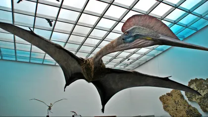Cel mai mare dinozaur zburător din lume, expus la Antipa