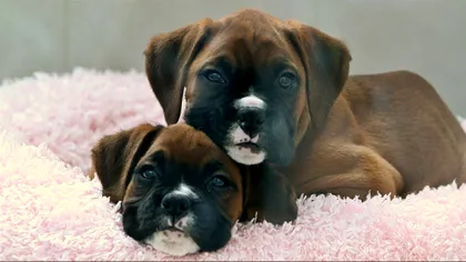 Această companie susține că îți poate aduce înapoi animalul de companie decedat