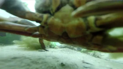 Ce a ”văzut” un GoPro după un an pe fundul oceanului