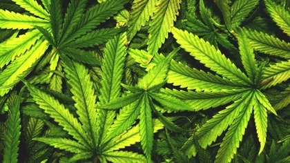 Arheologii au găsit marijuana în morminte vechi de mii de ani