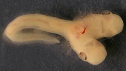 Un rechin cu două capete s-a născut într-un laborator de cercetare