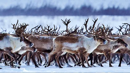 Dezastrul schimbărilor climatice: aproape un sfert din renii de la Polul Nord au murit