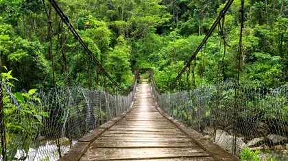 Cum poate influența jungla amazoniană vegetația din Siberia
