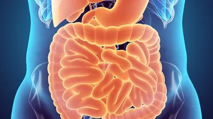 A fost identificat un nou organ în corpul uman