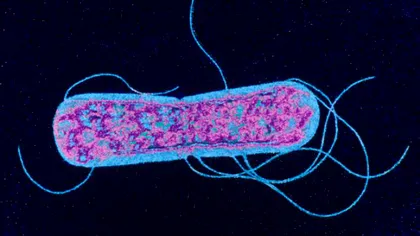 Temuta Salmonella poate lupta împotriva celui mai agresiv cancer cerebral
