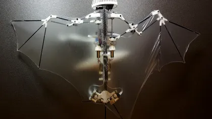 Bat Bot este un robot biomimetic care poate imita zborul liliecilor
