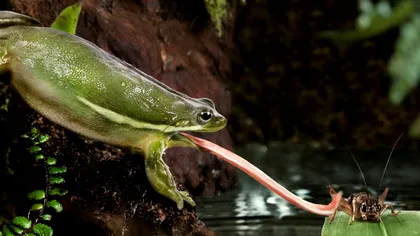 Saliva broaștei devine subiectul unui studiu interesant