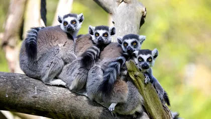 Recunoașterea facială ar putea ajuta la salvarea speciilor pe cale de dispariție