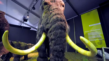 Celulele unui mamut au fost readuse la viață după 28.000 de ani