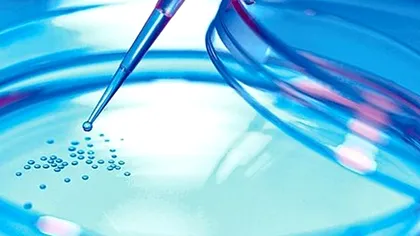 Cercetătorii pot crește un intestin funcțional în laborator