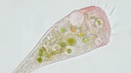 Această bacterie misterioasă se poate regenera asemenea lui Wolverine