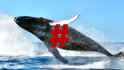 Balena Albastră: Republica Moldova vrea să interzică hashtag-urile jocului