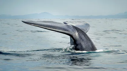 Jocul „Balena Albastră“ îi provoacă pe tineri să se sinucidă