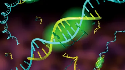 Cercetătorii reprogramează celulele umane asemenea unui calculator