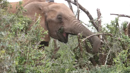 Smartwatch-urile ne arată cât dorm elefanții [VIDEO]