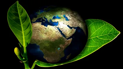 Frunza moleculară poate colecta energia solară în mod eficient