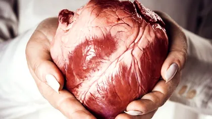 Fizica poate explica modul în care îți bate inima [VIDEO]