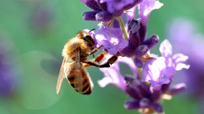 Și insectele ”se duc la toaletă”