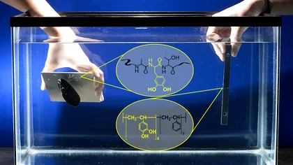Cum au creat oamenii de știință lipiciul subacvatic perfect