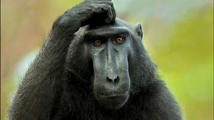 De ce mai au oamenii nevoie de păr pe corp