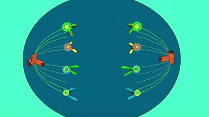De ce îmbătrânim și cum putem împiedica înaintarea în vârstă