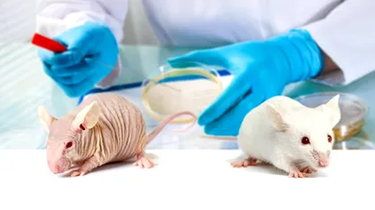 Cercetătorii reușesc să inverseze procesul de îmbătrânire la șoareci