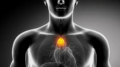 Acest organ artificial produce celule care pot lupta împotriva cancerului