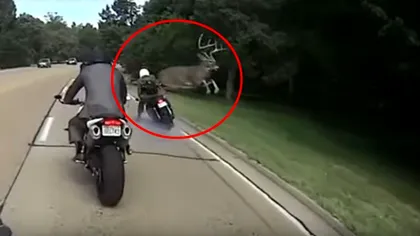 Un cerb realizează un salt spectaculos pentru a evita coliziunea cu un motociclist