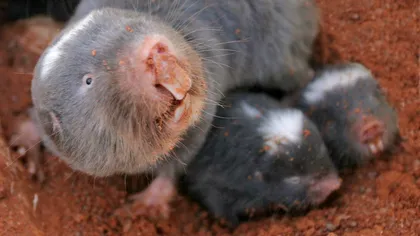 Cum reușește această rozătoare să supraviețuiască fără oxigen?