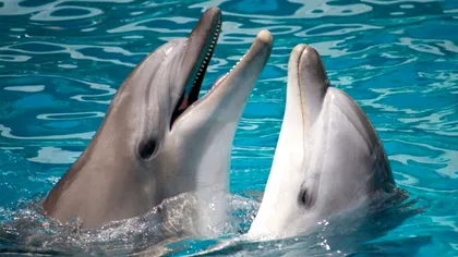Inteligența artificială ne va permite să comunicăm cu delfinii în doar câțiva ani
