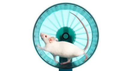 Această pilulă te poate face să fii într-o formă perfectă, deși nu mergi la sală