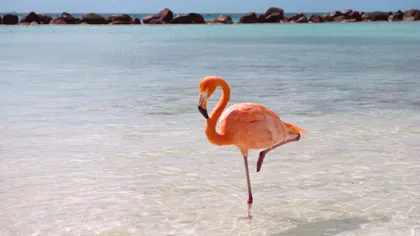De ce păsările flamingo stau într-un picior