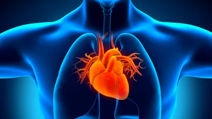 Bacteria care „se hrănește” cu lumină ne-ar permite să supraviețuim infarctului