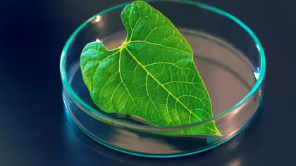 Înlocuitorul benzinei este mai ecologic și poate fi produs din plante