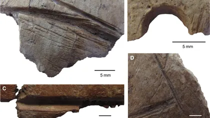 Aceste fragmente de cranii umane prezintă însemnări care atestă existența unui cult antic