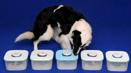 Câinii, cei mai noi angajați ai clinicilor, pot detecta primele simptome ale cancerului