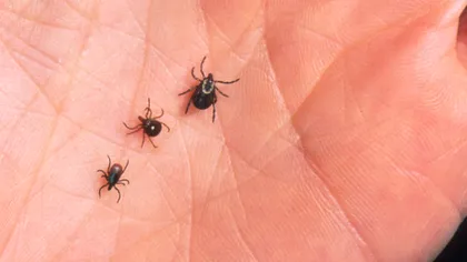 O singură mușcătură de căpușă te poate face alergic la carne