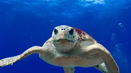 O treime din viața marină a fost distrusă în urma unei extincții de care nu aveam habar