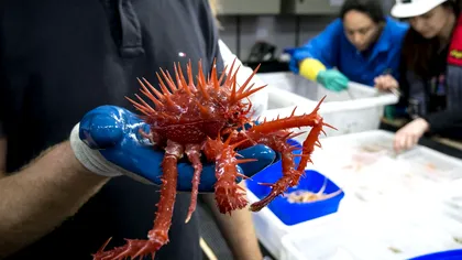 Unele dintre cele mai stranii vietăți au fost găsite în adâncul oceanului [FOTO]