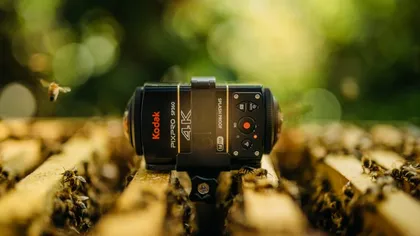 Cum ne-ar ajuta creierul albinelor să creăm camere foto mai performante