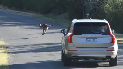 Mașinile autonome de la Volvo sunt derutate de... canguri