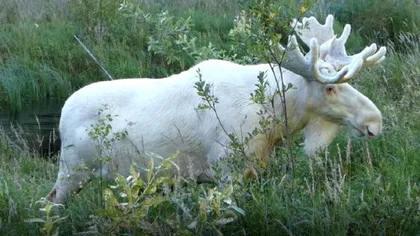 Un elan în totalitate alb a fost filmat într-o pădure suedeză [VIDEO]