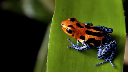Misterul broaștelor otrăvitoare: de ce sunt imune la propriul venin