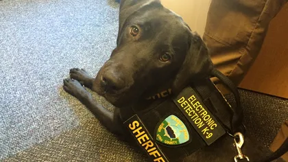 Acești câini miros carduri de memorie și stickuri USB ascunse